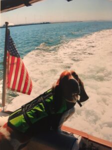 Basset Hound on boat